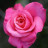 rose.jpeg